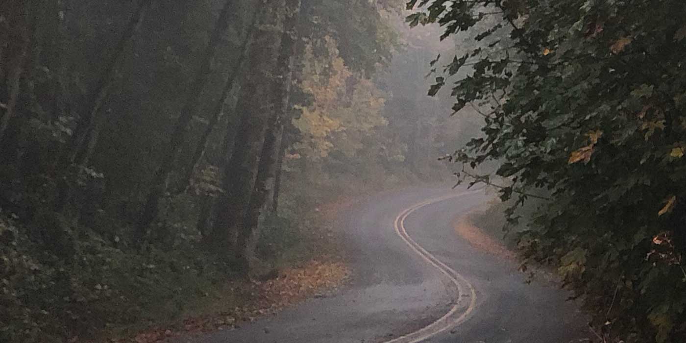 grapevine road, the insipiration for our name, winds uphill through trees on a misty fall day